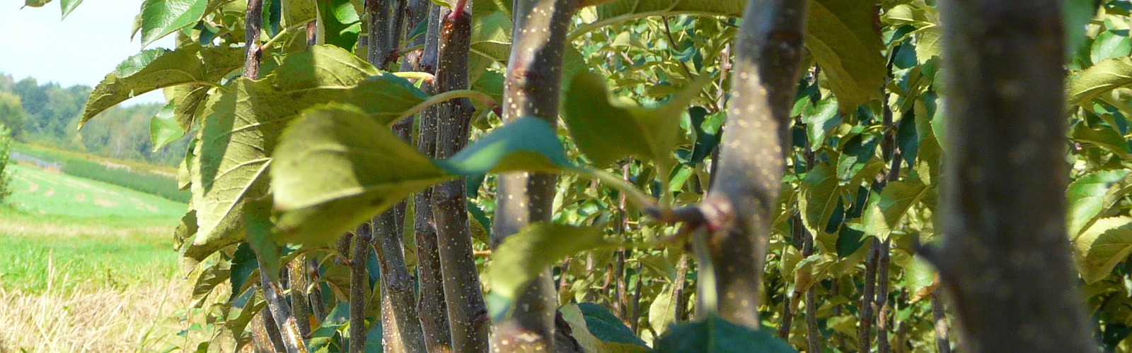 Plantskola frukt fruktträd plantor äpple päron plommon körsbär Polen