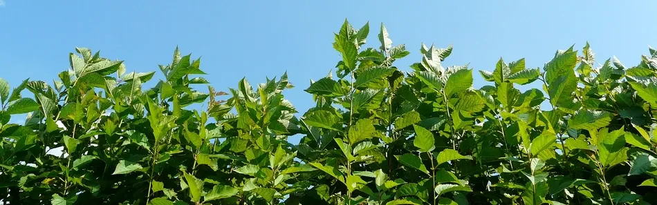 fruktträd plantskola, äppelträd, päron, plommon, Polen - bild 2